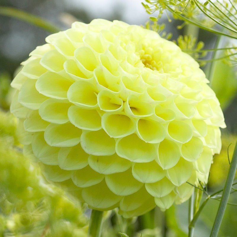 Dahlia Boom Boom Yellow,Giant Flowers, Great Cut Flowers ! (Bulb/Tuber) Great Cut Flowers,Bloom Summer to fall