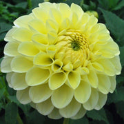 Dahlia Boom Boom Yellow,Giant Flowers, Great Cut Flowers ! (Bulb/Tuber) Great Cut Flowers,Bloom Summer to fall