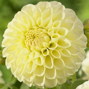 Dahlia Boom Boom Yellow,Giant Flowers, Great Cut Flowers ! (Bulb/Tuber) Great Cut Flowers,Bloom Summer to fall