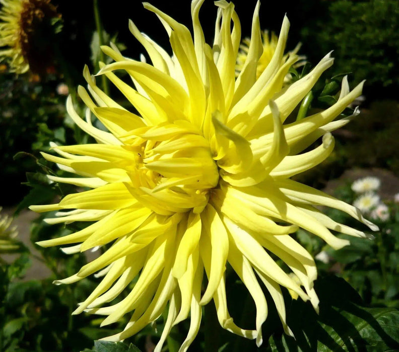 Dahlia cactus kennemerland ( Tuber) perennial Flowers - Caribbean garden seed