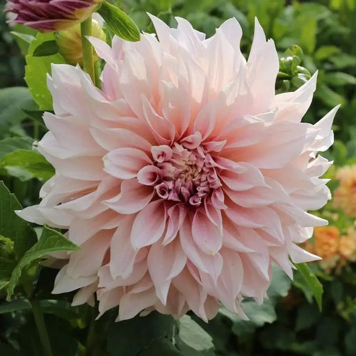 Dahlia cafe au lait ,Dinnerplate Dahlia Tuber) Giant Flowers, - Caribbeangardenseed