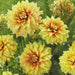 Dahlia DecorativeDazzling Sun( 1 Tuber) Great Cut Flowers,Bloom Summer to fall - Caribbeangardenseed