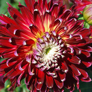 Dahlia dinnerplate Akita (Tuber) - Giant Flowers, Great Cut Flowers Great Cut Flowers,Blooms Summer to fall