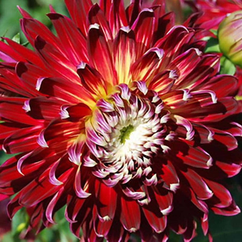 Dahlia dinnerplate Akita (Tuber) - Giant Flowers, Great Cut Flowers Great Cut Flowers,Blooms Summer to fall