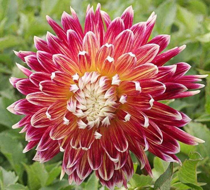 Dahlia dinnerplate Akita (Tuber) - Giant Flowers, Great Cut Flowers Great Cut Flowers,Blooms Summer to fall