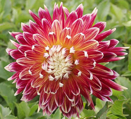Dahlia dinnerplate Akita (Tuber) - Giant Flowers, Great Cut Flowers Great Cut Flowers,Blooms Summer to fall