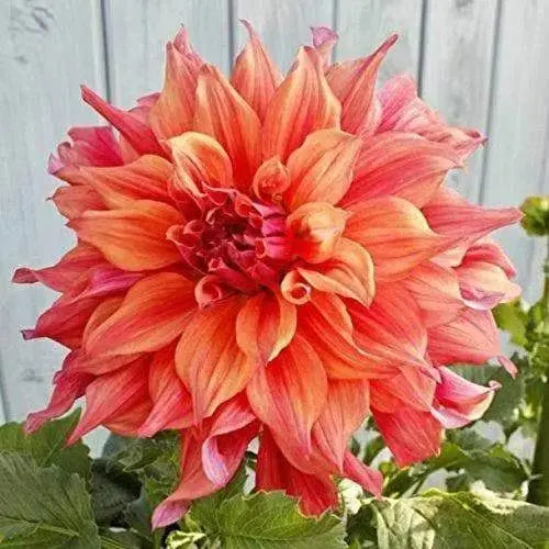 Dahlia Dinnerplate belle of barmera ( 1 Tuber ) Great Cut Flowers ! - Caribbeangardenseed