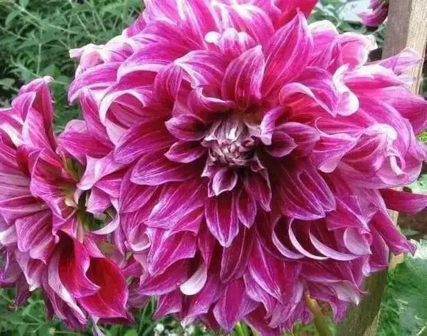 Dahlia Dinnerplate - Lavender Ruffles (  Tuber) - Caribbean garden seed