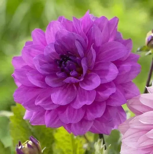 Dahlia Dinnerplate Mix ( Tuber ) Blooms Summer to fall - Caribbeangardenseed