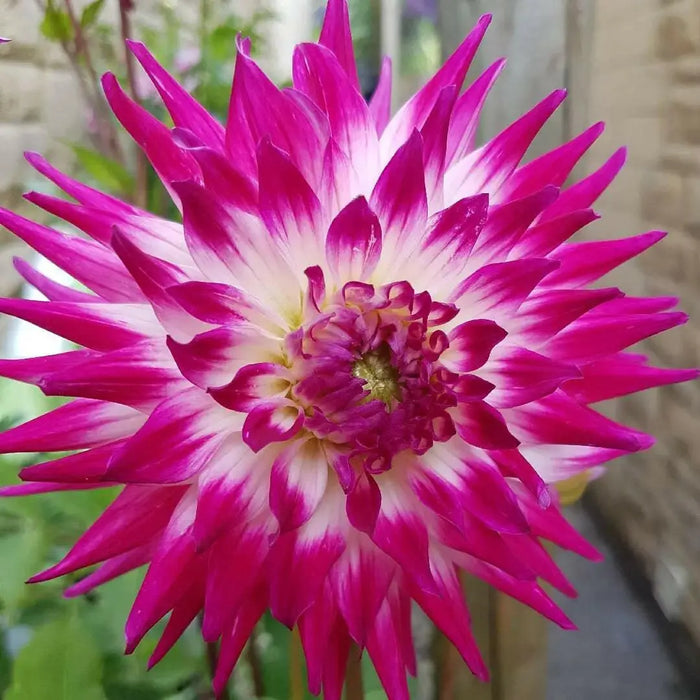 Dahlia Cactus  Dutch Explosion (tuber) PERENNIAL FLOWERS - Caribbean garden seed