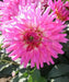 Dahlia LIZZA ( Tuber) SUMMER Flowers - Caribbean garden seed