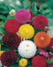 Dahlia Seeds - Pompon Double Mixed, Dahlia Variabilis Pompon Flowers Seed ! - Caribbeangardenseed