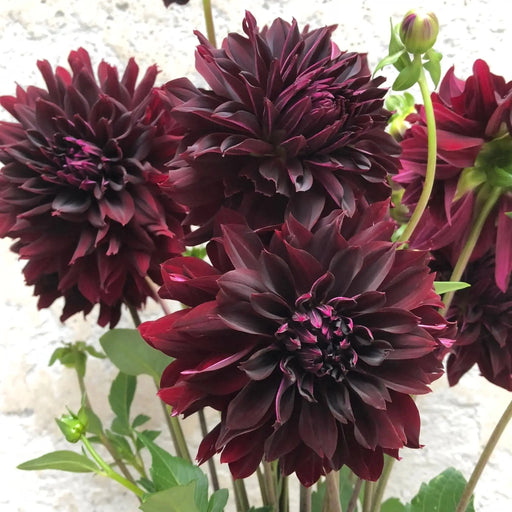 Dahlia RIP CITY, ( Tuber) ,Giant Flowers, - Caribbeangardenseed