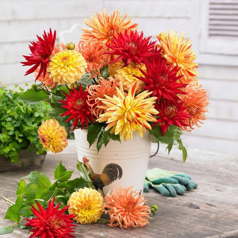 Dahlia Sunset Mix ( Tuber ) Giant Flowers, Great Cut Flowers !
