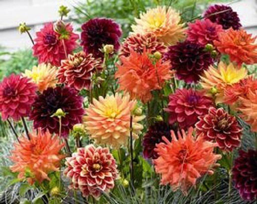 Dahlia Value Pack Blazing Autumn Mix ( Tuber). Great Cut Flowers !
