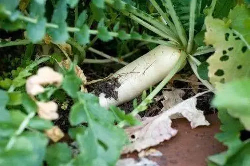 DAIKON Radish -Japanese Minowase, Raphanus sativus (Open Pollinated) Asian Vegetable Biennial ! - Caribbeangardenseed