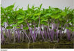 Dark Purple Mizuna ,Baby Leaf Mustard (Brassica juncea) Essential salad mix ingredient. Asian Vegetable - Caribbean garden seed