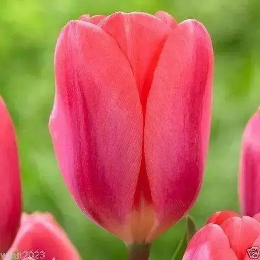 Darwin Hybrid, Cosmopolitan,'Bloom Mid Spring,12/+cm,.