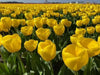 Darwin Hybrid 'Novi Sun' Tulip (Mid to Late) - Caribbean garden seed