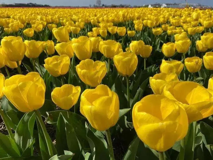 Darwin Hybrid 'Novi Sun' Tulip (Mid to Late) - Caribbean garden seed