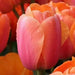 Darwin hybrid tulip "apricot impression" (Bulbs),12/+cm - Caribbeangardenseed