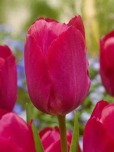 Darwin hybrid tulip BULBS, LADY Van Eyk’ ,FALL LANTING - Caribbeangardenseed