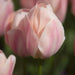 Darwin hybrid tulip BULBS,Mystic Van Eyk ,FALL PLANTING - Caribbean garden seed