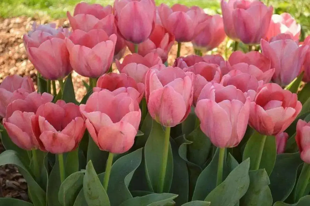 Darwin hybrid tulip BULBS,Mystic Van Eyk ,FALL PLANTING - Caribbean garden seed