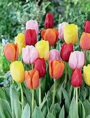 Darwin hybrid Tulip mix- BULBS, bloom spring - Caribbean garden seed