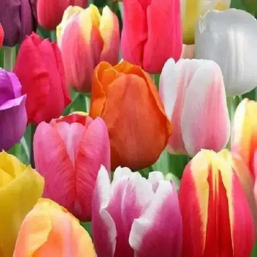 Darwin hybrid Tulip mix- BULBS, bloom spring - Caribbean garden seed