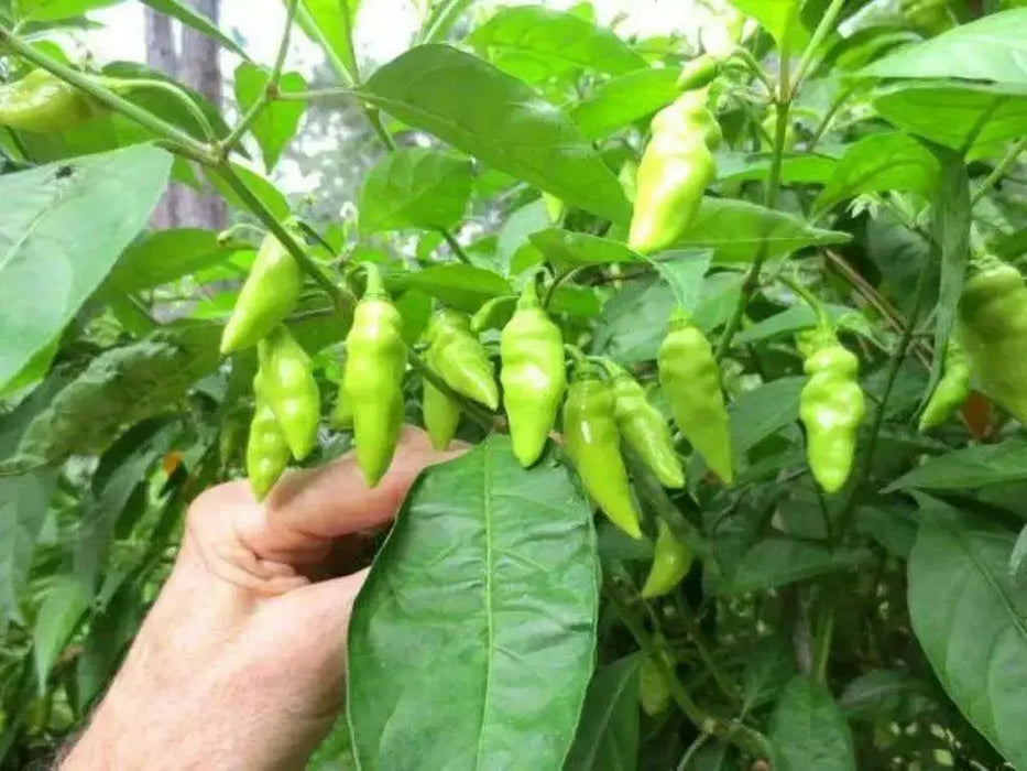 Datil Hot Pepper  - FRESH PODS - Capsicum chinense, FROM St. Augustine, Florida - Caribbean garden seed