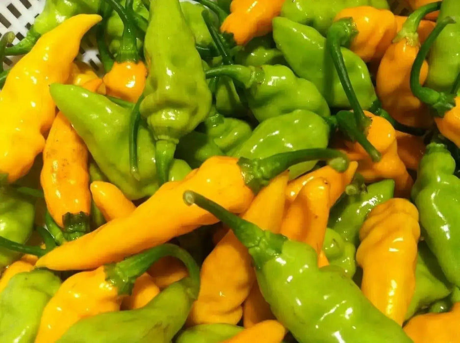 Datil Hot Pepper  - FRESH PODS - Capsicum chinense, FROM St. Augustine, Florida - Caribbean garden seed