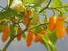 Datil Hot Pepper Seeds - Capsicum chinense, VERY HOT - Caribbean garden seed