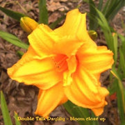Daylily Double Talk (2 plant/Root) Hemerocallis Bestseller- Summer flowering, Sun Loving Perennial - Now Shipping !