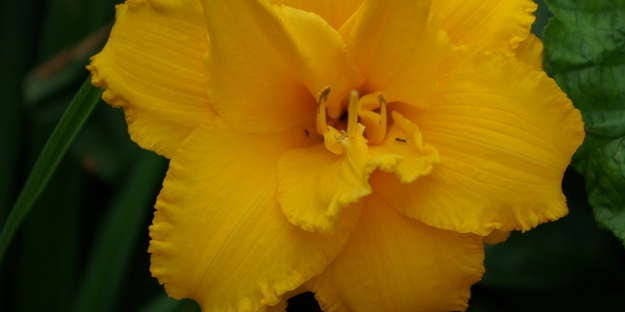 Daylily Double Talk (2 plant/Root) Hemerocallis Bestseller- Summer flowering, Sun Loving Perennial - Now Shipping !
