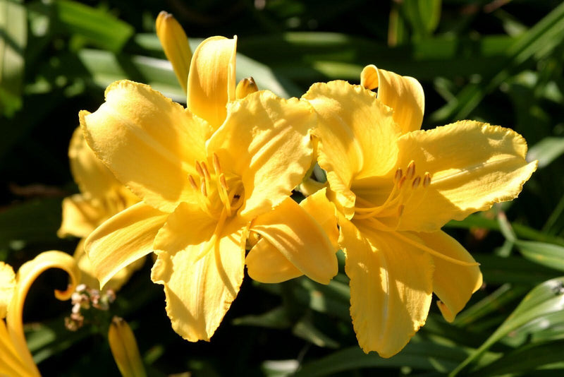 Daylily Double Talk (2 plant/Root) Hemerocallis Bestseller- Summer flowering, Sun Loving Perennial - Now Shipping !