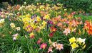 Daylily (Flowers Seeds) , Night Whispers Mix, re-blooming throughout the season. The abundance of blooms and color ! - Caribbean garden seed