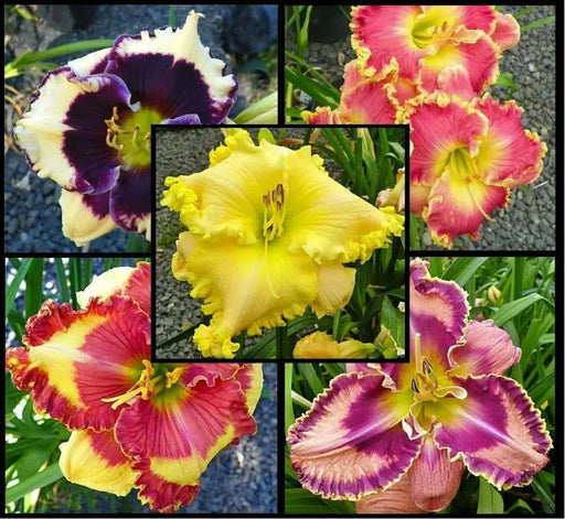 Daylily (Flowers Seeds) , Night Whispers Mix, re-blooming throughout the season. The abundance of blooms and color ! - Caribbean garden seed