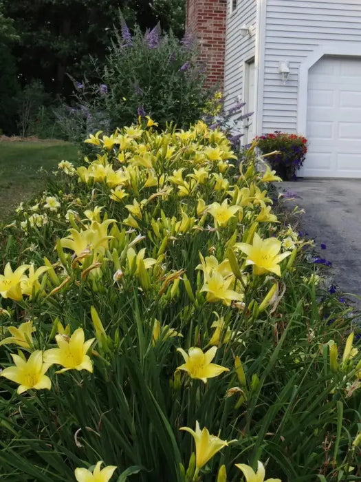 Hemerocallis, 'Happy Returns, daylily, BAREROOT - Caribbeangardenseed