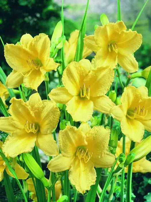 daylily, Happy Returns, BAREROOT - Caribbean garden seed