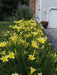 daylily, Happy Returns, BAREROOT - Caribbean garden seed