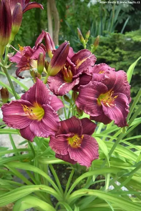 Daylily Purple D'Oro' hemerocallis (3 roots) perenniaL - Caribbeangardenseed