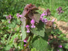 Red Dead Nettle, Purple deadnettle SEEDS, Organic Perennial Herb - Caribbeangardenseed