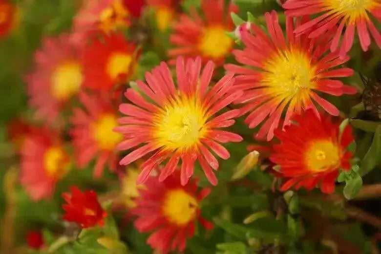 Delosperma Wheels of Wonder ,Hot Orange , LIVE ICE PLANT - Caribbean garden seed