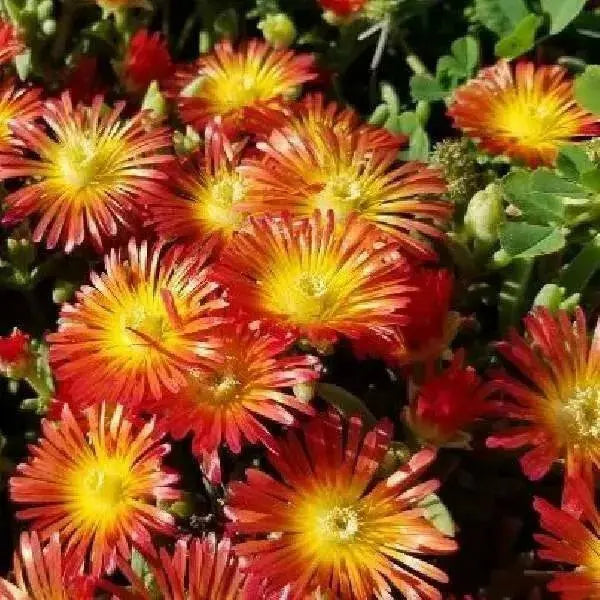 Delosperma Wheels of Wonder ,Hot Orange , LIVE ICE PLANT - Caribbean garden seed