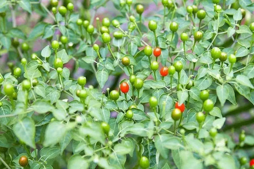 Desert Tepin PEPPER SEEDS Capsicum annuum, SUPERHOT - Caribbeangardenseed