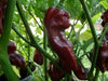 DEVIL'S TONGUE CHOCOLATE  PEPPER (Seeds) Capsicum chinense - Caribbean garden seed