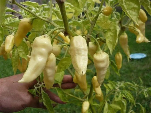 Devil’s Tongue White -Capsicum ChinenseChili Pepper Seed-Very Hot-125,000 ~ 325,000 SHU ! - Caribbeangardenseed