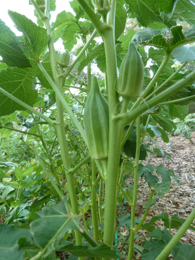 Star Of David Okra Seeds