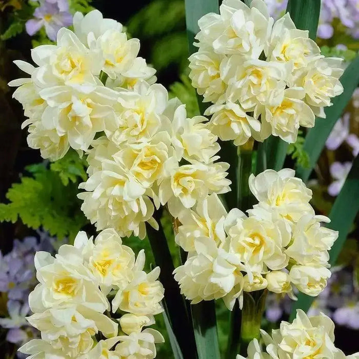 DFFODIL Erlicheer, Paperwhite Blubs, FALL BULBS - Caribbean garden seed